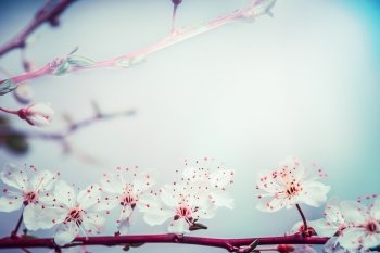 Lovely springtime blossom of cherry at  turquoise blue sky background. Outdoor nature in garden or park