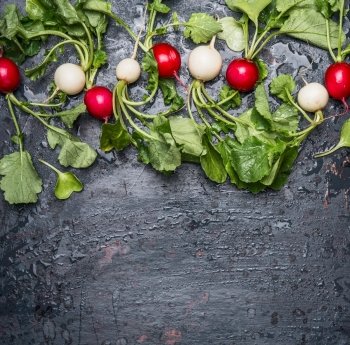 Red and white radishes with green haulm leaves on dark  rustic background, top view, place for text, border.