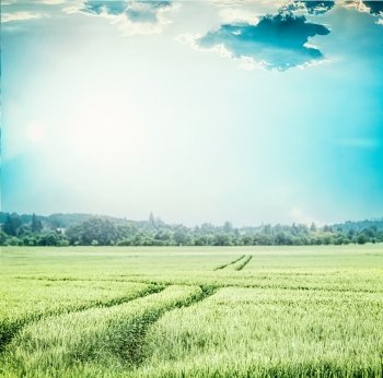 Green wheat field , at blue sky . Rural Agriculture or farming landscape with traces of tractor