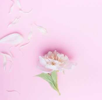 Pastel pink floral background with white peony flowers and petals, top view, flat lay