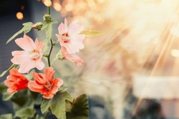 Pretty flowers in sunset light and bokeh, outdoor nature
