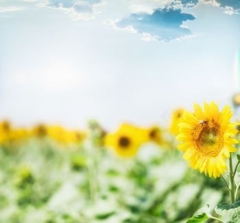 Sunflowers field at sky background