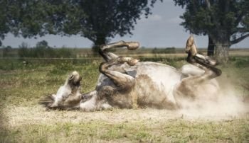Grey Horse lies on his back , rolling and kicking at pasture background. Happy horses lifestyle and Appropriate attitude