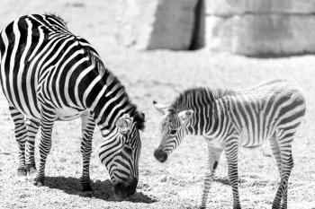 Protective Zebra Mother And Calf In African Savanna