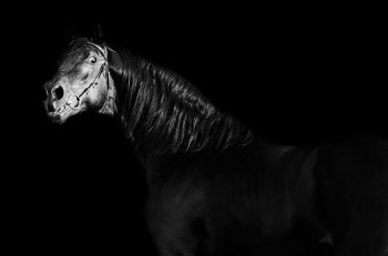 portrait of  black stallion at black background