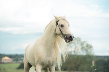 beautiful cream pony stallion in meadow