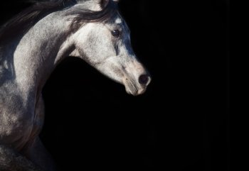 portrait of young arabian filly in motion isolated on black