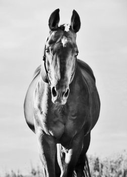 beautiful portrait of wonderful  bay  sportive  stallion. sunny enening