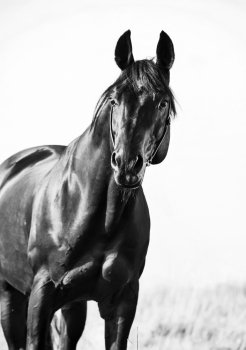 portrait of wonderful   bay  sportive  stallion in the meadow.