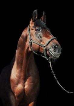 portrait of beautiful  bay  sportive  stallion at black background