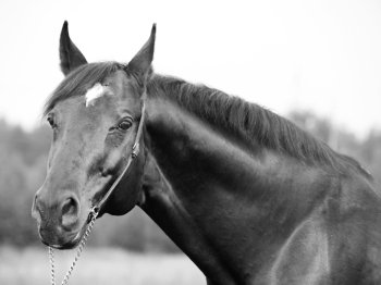 portrait of wonderful Trakehner stallion in B&W. cloudy day