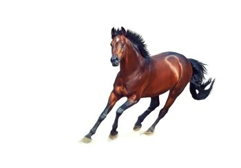 galloping bay sportive breed  horse isolated on white