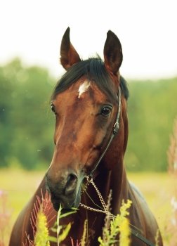 portrait of wonderful bay sportive stallion in the meadow.