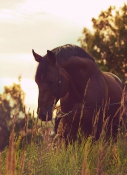portrait of  stallion in the meadow. evening