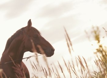 portrait of wonderful stallion in the meadow. art toned