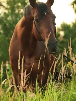 portrait of bay  stallion in the meadow. evening