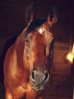 portrait of bay  Trakehner stallion in box . close up