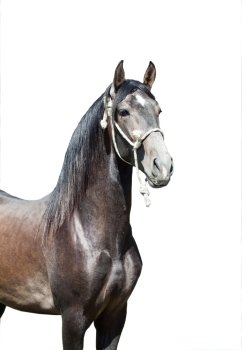 portrait of Andalusian grey  stallion sunny day Spain
