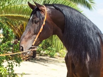 portrait of Andalusian bay stallion