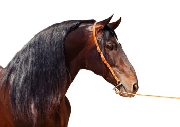 portrait of Andalusian bay stallion at white  background. isolated