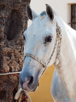 portrait of beautiful Andalusian white horse.