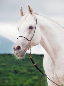 white amazing arabian stallion