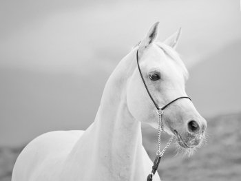 white amazing arabian stallion at sky background
