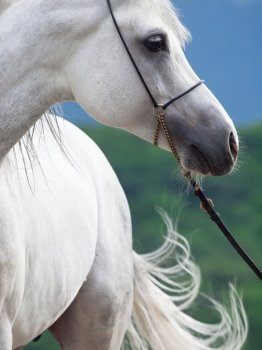 portrait of white arabian stallion.