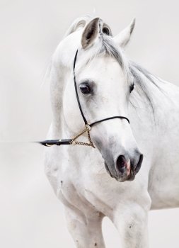 portrait of white arabian horse. at grey background