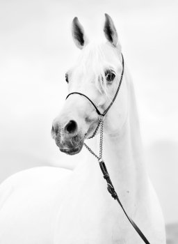 portrait of white purebred arabian stallion