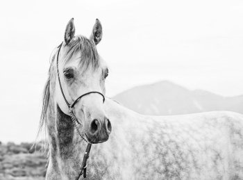 young gray arabian stallion