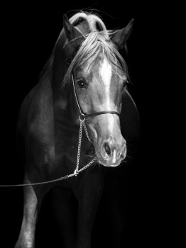 portrait of young arabian colt at black background