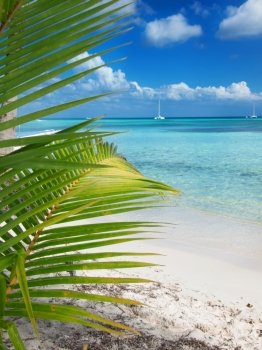 tropical beach in Dominican republic. Caribbean sea. island Saona