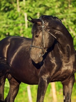 black breed sportive stallion