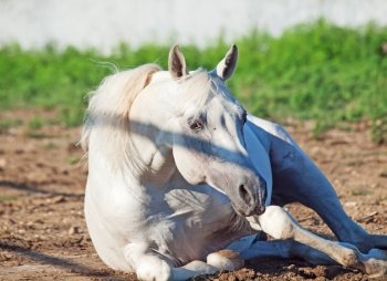 lying  white arabian  horse in paddock