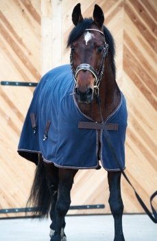 beautiful bay  horse in horse-cover