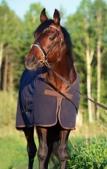 portrait of bay  horse in horse-cover