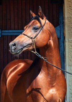 portrait of beautiful bay  arabian stallion