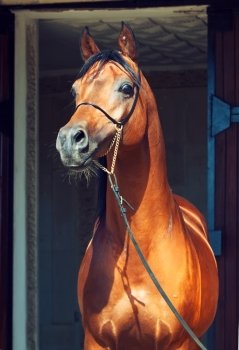 portrait of wonderful bay  arabian stallion