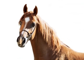 portrait of  sorrel young arabian colt at white background