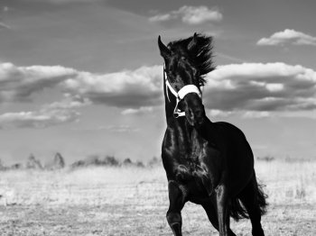   Running  beautiful black breed stallion in spring field