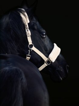 portrait of beautiful black breed stallion  at black background