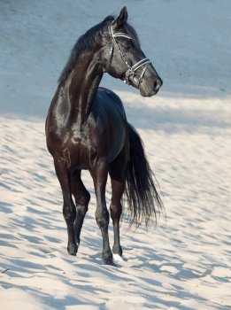  beautiful black stallion in the desert