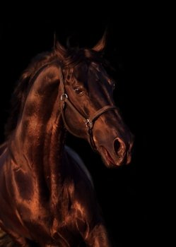 emotion portrait of beautiful black breed stallion in field