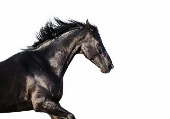running  black trakehner stallion at white background