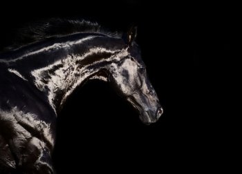 portrait of running black stallion at black backround