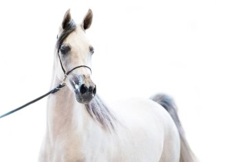 portrait of show grey arabian horse at white background