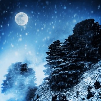 Beautiful winter landscape, big pine trees on high snowy mountain in dark night, magical moon light, Christmas time concept