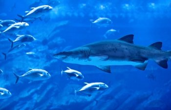 Image of big natural aquarium, aggressive shark, great group of exotic fish, majestic marine world, oceanic life, underwater fauna, diving in Dubai, nature of undersea predator, ocean wildlife