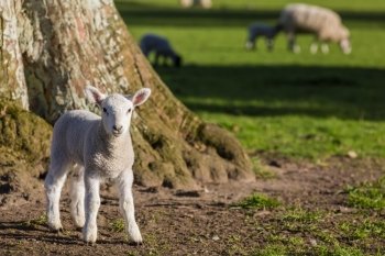 Young baby spring lamb by tree and sheep in a green farm field